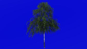 Tree animation loop - european white birch, silver birch, warty birch, east asian white birch - betula pendula - green screen chroma key - big 1a - summer spring video