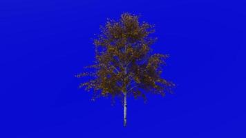 Tree animation loop - european white birch, silver birch, warty birch, east asian white birch - betula pendula - green screen chroma key - medium 1a - autumn fall video