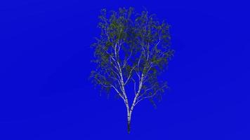 albero animazione ciclo continuo - europeo bianca betulla, argento betulla, verrucoso betulla, est asiatico bianca betulla - betula pendula - verde schermo croma chiave - grande 2a - estate primavera video