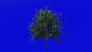 Tree animation loop - european white birch, silver birch, warty birch, east asian white birch - betula pendula - green screen chroma key - small 1a - summer spring video