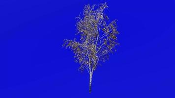 albero animazione ciclo continuo - europeo bianca betulla, argento betulla, verrucoso betulla, est asiatico bianca betulla - betula pendula - verde schermo croma chiave - medio 1a - inverno neve video