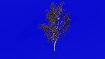Tree animation loop - european white birch, silver birch, warty birch, east asian white birch - betula pendula - green screen chroma key - medium 1a - autumn fall video