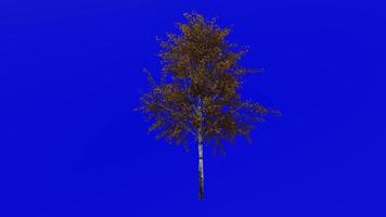 Tree animation loop - european white birch, silver birch, warty birch, east asian white birch - betula pendula - green screen chroma key - small 2a - autumn fall video