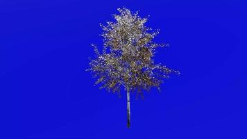 albero animazione ciclo continuo - europeo bianca betulla, argento betulla, verrucoso betulla, est asiatico bianca betulla - betula pendula - verde schermo croma chiave - piccolo 2a - inverno neve video