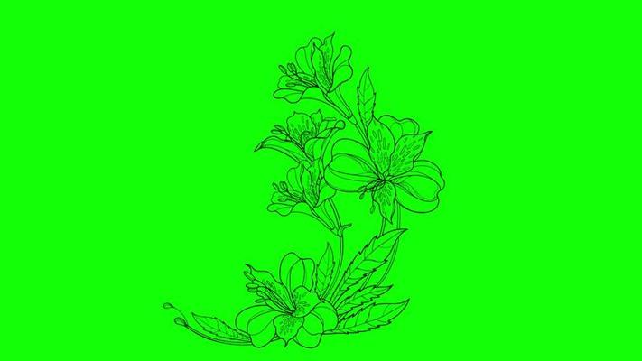 Flower Animation Stock Video Footage for Free Download