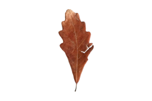 marron séché feuille isolé sur une transparent Contexte png