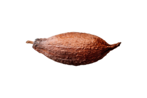 Cocoa fruit isolated on a transparent background png