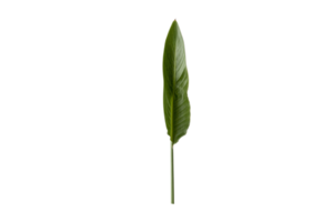 verde folha isolado em uma transparente fundo png