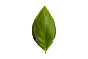 Fresh basil isolated on a transparent background png