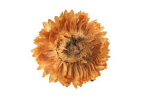 Orange flower isolated on a transparent background png