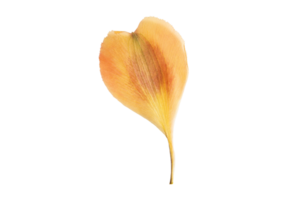 Gelb Blütenblatt isoliert auf ein transparent Hintergrund png