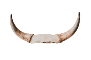 Beige horns isolated on a transparent background png