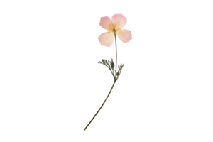 rosa blomma isolerat på en transparent bakgrund png