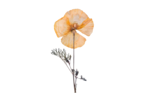 Orange dried flower isolated on a transparent background png