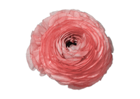 rosa isolado em uma transparente fundo png