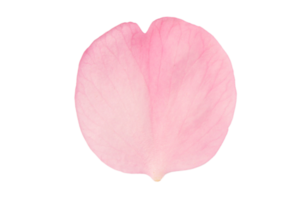 Pink petal isolated on a transparent background png