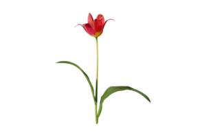 Red flower isolated on a transparent background png