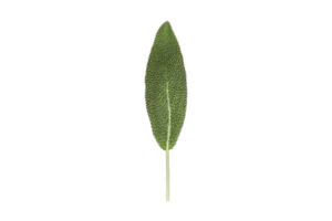 Sage leaf isolated on a transparent background png