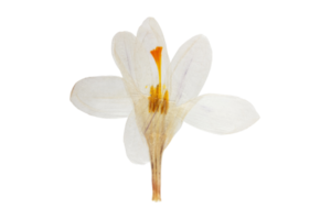 White flower isolated on a transparent background png