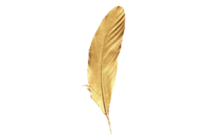 Gold feather isolated on a transparent background png