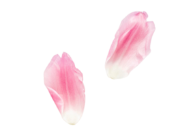 Pink petals of roses isolated on a transparent background png