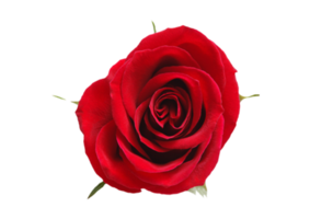 Rosa flor aislado en un transparente antecedentes png
