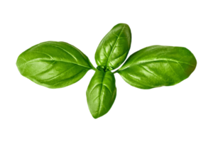 Condiments fresh basil isolated on a transparent background png