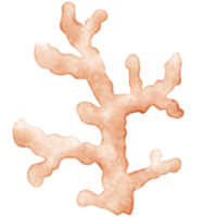 Cute Coral, coral illustration, sea plant, plant png