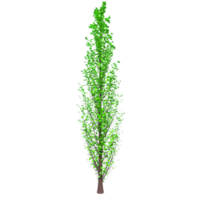 albero isolato su trasparente png