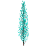 Tree isolated on transparent png