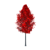 Colorful tree isolated on transparent png