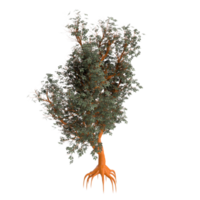 árbol aislado en transparente png