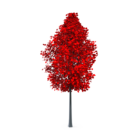 Colorful tree isolated on transparent png