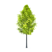 colorato albero isolato su trasparente png