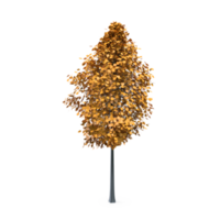 Colorful tree isolated on transparent png