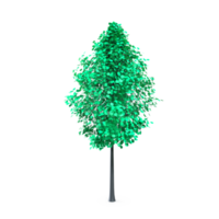 colorato albero isolato su trasparente png