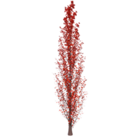 Tree isolated on transparent png