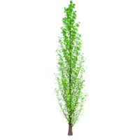 árbol aislado en transparente png