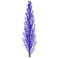 arbre isolé sur transparent png