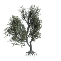 albero isolato su trasparente png