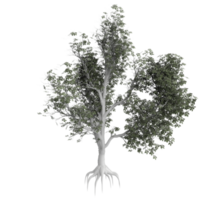 albero isolato su trasparente png