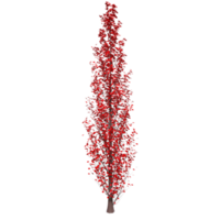 Tree isolated on transparent png