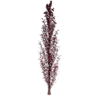 Tree isolated on transparent png