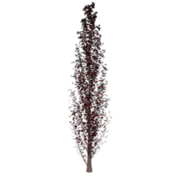 Tree isolated on transparent png