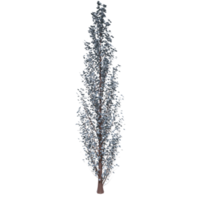 Tree isolated on transparent png