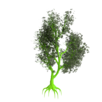 arbre isolé sur transparent png