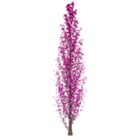 Tree isolated on transparent png