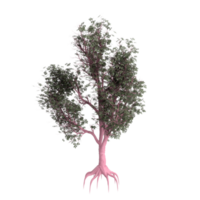 arbre isolé sur transparent png