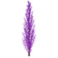 árbol aislado en transparente png