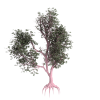 arbre isolé sur transparent png